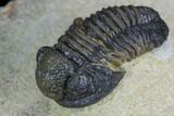 Gerastos Trilobite Fossil - Foum Zguid, Morocco #125190-1